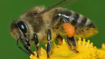 Honey bee on a flower